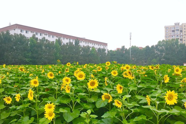 AI作伴 生成式人工智能赋予教师新角色