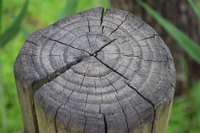 商务部消费促进司负责人解读《关于开展茧丝绸产业“东绸西固”工作的通知》